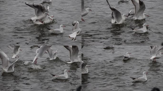 天津海河冬季红嘴海鸥抢夺食物