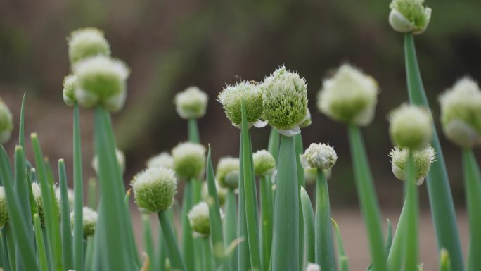 农村菜地开花打籽的大葱