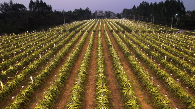 火龙果田壮观震撼夜景航拍