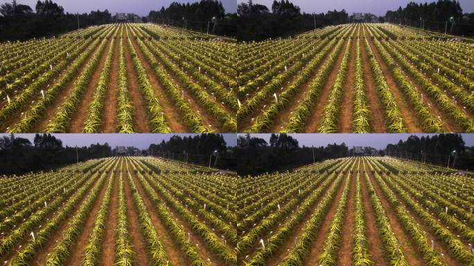 火龙果田壮观震撼夜景航拍