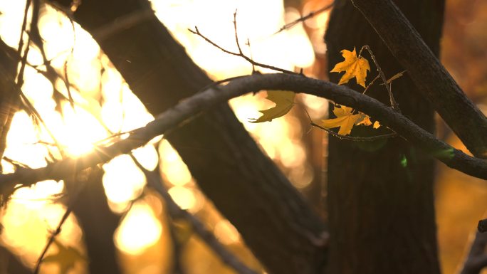 秋季枯树叶金光夕阳