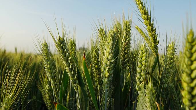 麦地 麦田 小麦 麦穗  小麦成熟 小满