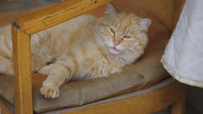 椅子上睡觉醒来的大黄猫咪