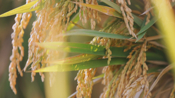 水稻农业丰收畜牧业养殖