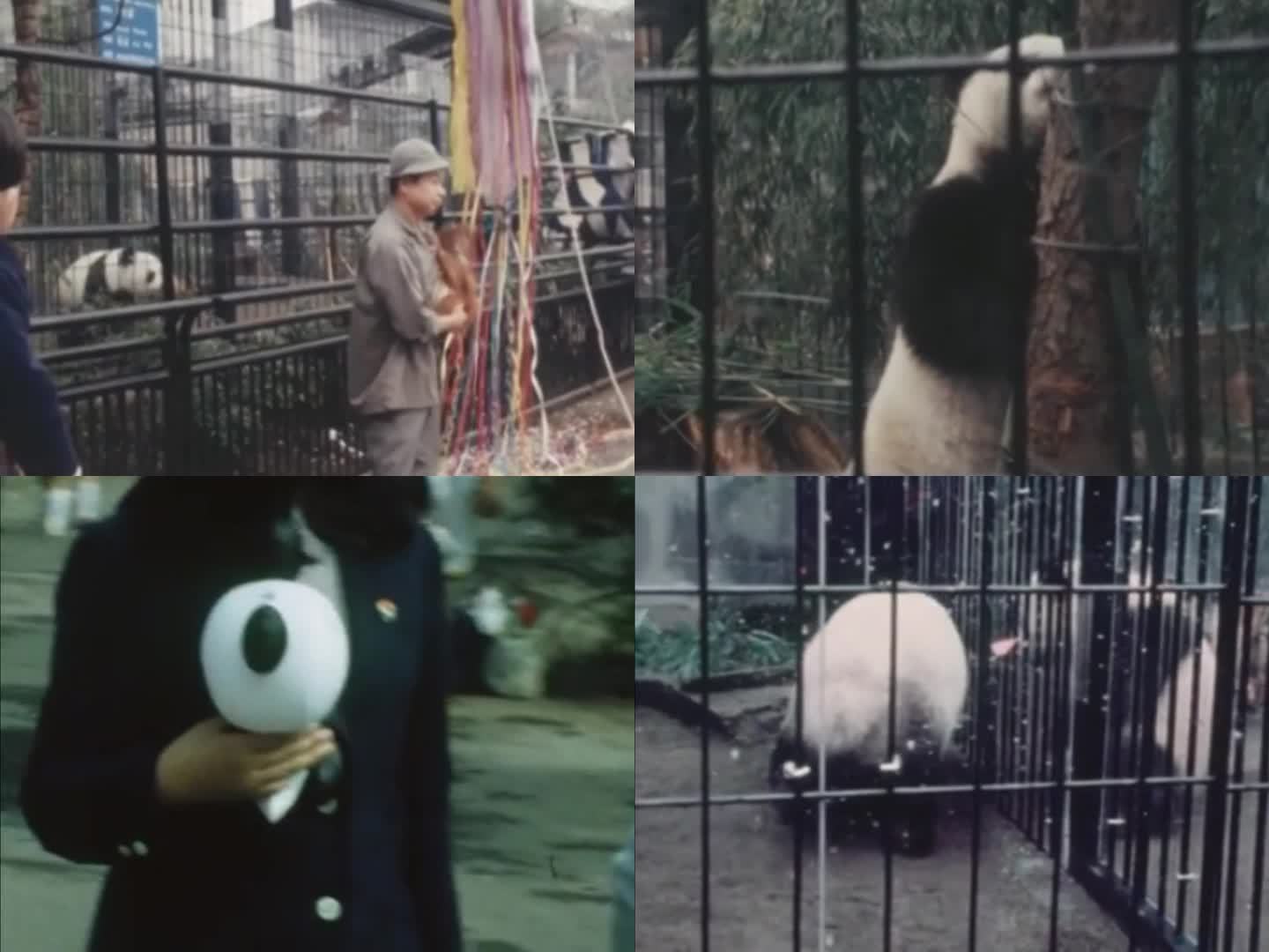 大熊猫在东京首次公开亮相 1972年