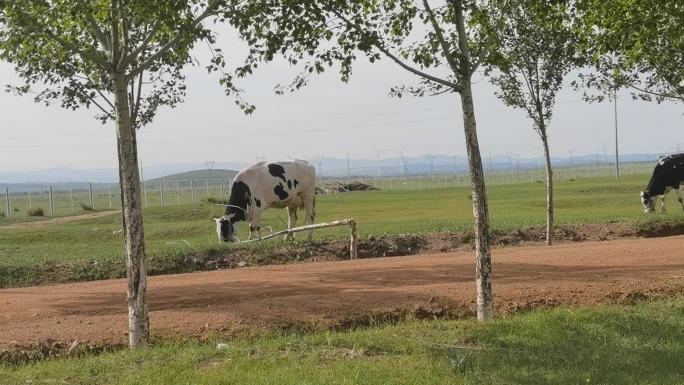 奶牛在草原上吃草原生态