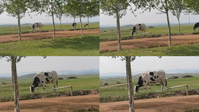 奶牛在草原上吃草原生态