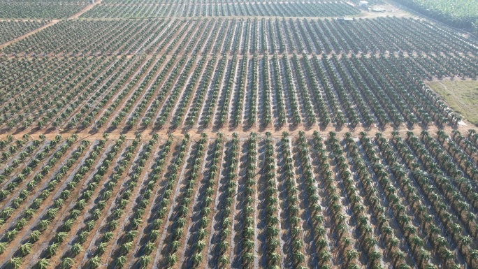 航拍火龙果种植园