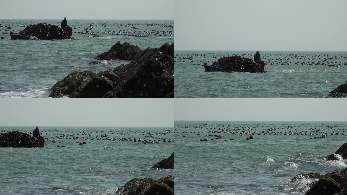 升格拍摄海鸥海面上飞翔的海鸥拉海带的小船