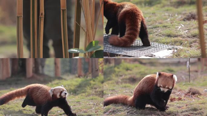 小熊猫吃苹果 声音清脆