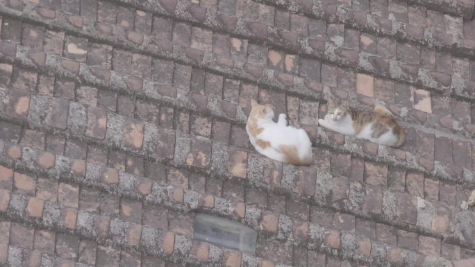 M1 屋顶悠闲的猫咪
