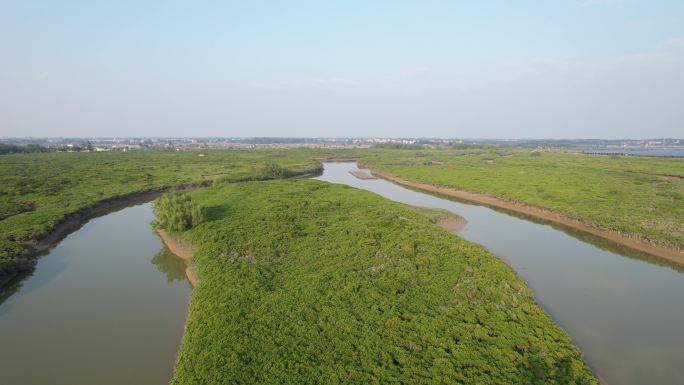 湛江高桥红树林保护区