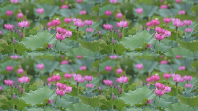 小雨淅沥中的荷花