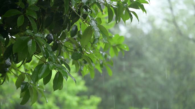 雨天的树林 自然自愈