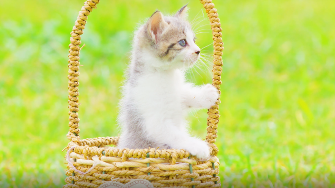 唯美实拍猫小猫宠物猫小动物