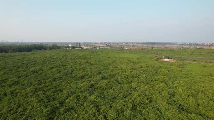 湛江高桥红树林保护区