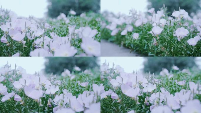 【4K】美丽乡村田野花卉