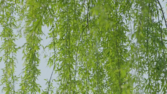 春暖花开武汉西北湖广场湖边边的柳树和柳枝