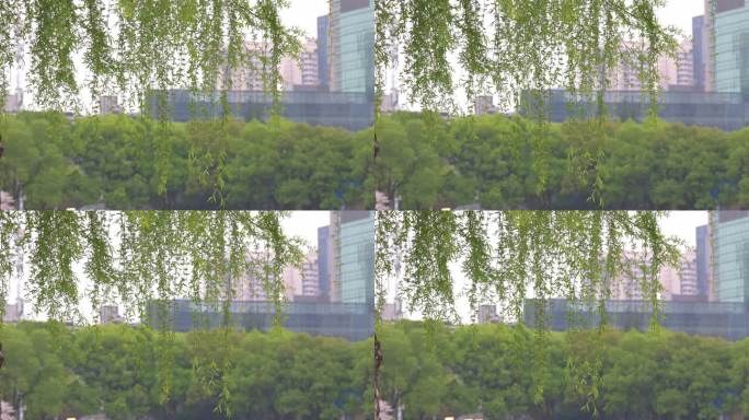 春暖花开武汉西北湖广场湖边边的柳树和柳枝