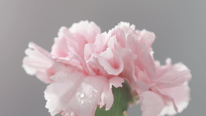 粉色康乃馨母亲节鲜花视频