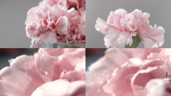 粉色康乃馨母亲节鲜花视频