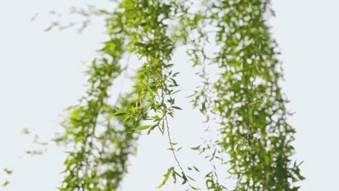 春暖花开武汉西北湖广场湖边边的柳树和柳枝