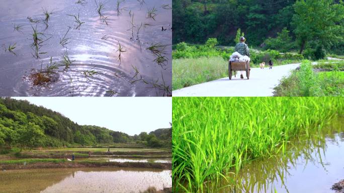 湖北农村 插秧 种水稻