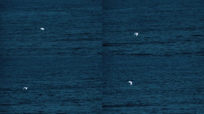白鹭在海面飞翔