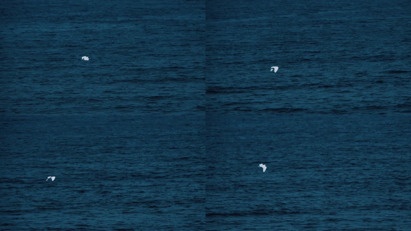 白鹭在海面飞翔