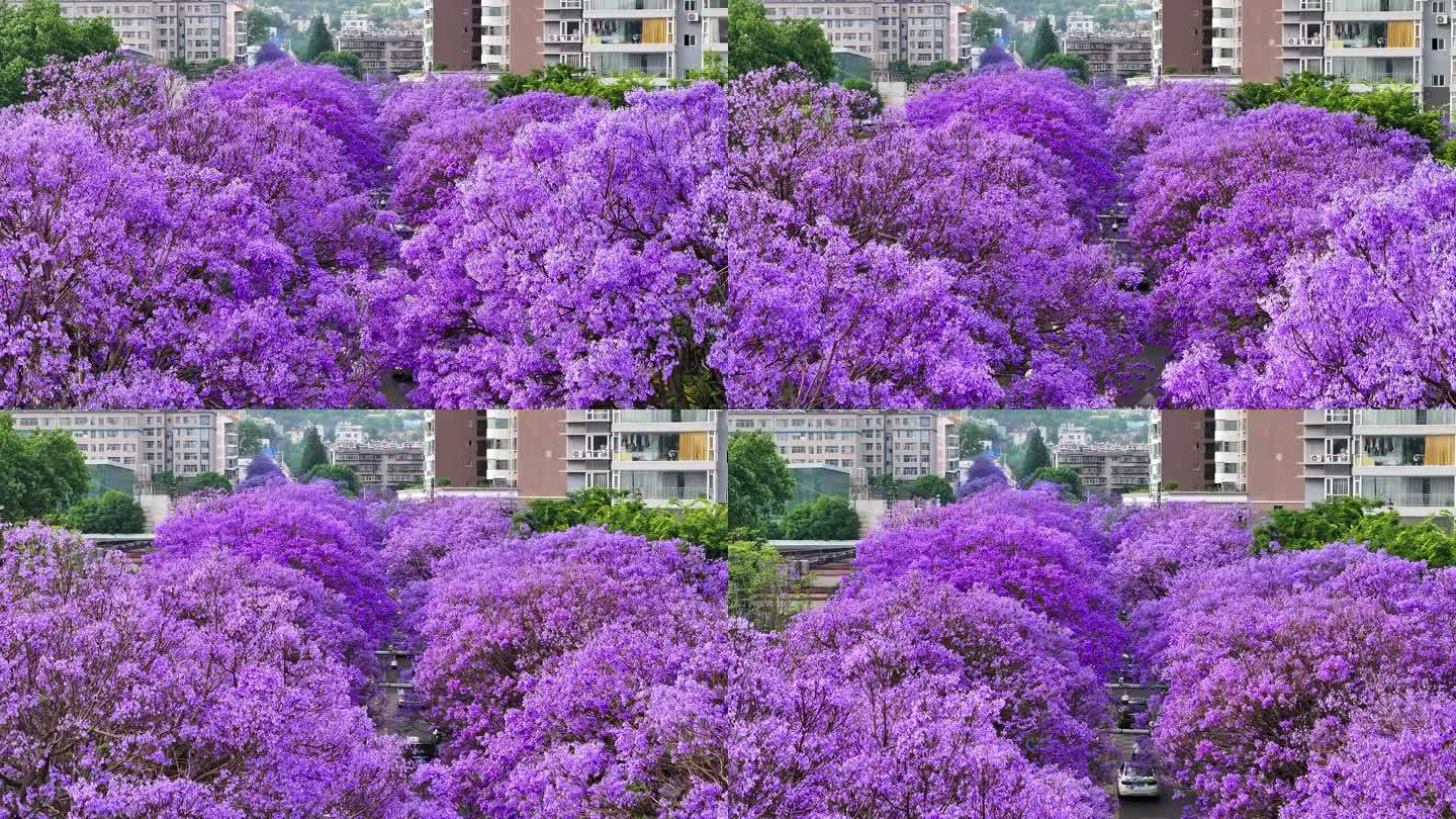 4k昆明教场中路盛开的蓝花楹