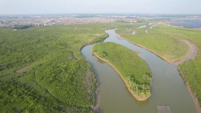 湛江高桥红树林保护区