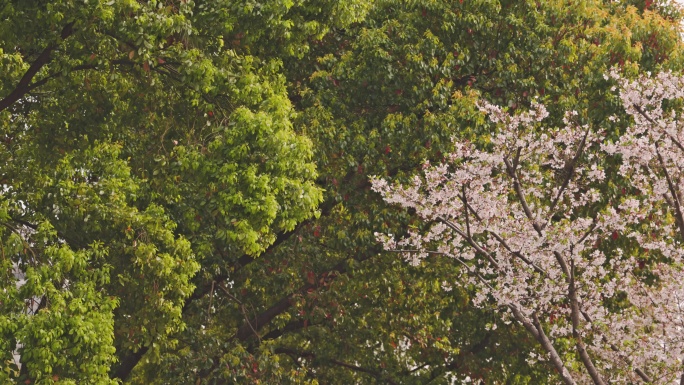 春暖花开，武汉市西北湖广场樱花盛开