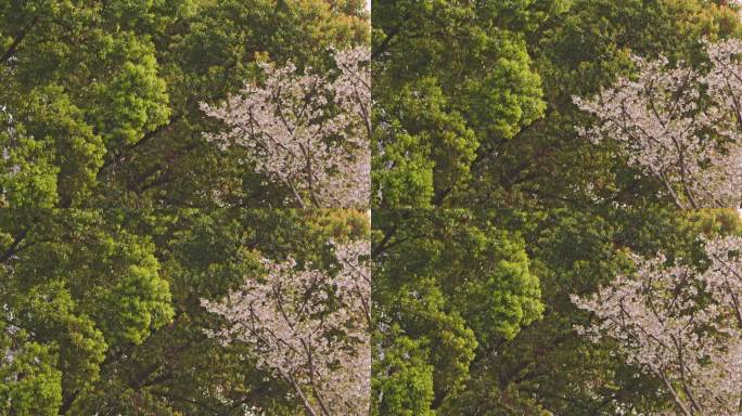 春暖花开，武汉市西北湖广场樱花盛开