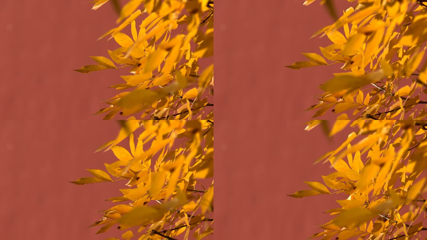 秋季古建宫墙红墙金色树叶