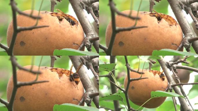 梨 马蜂啃食梨果肉 虫害