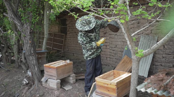蜂农收蜜蜂  蜂农  蜜蜂 收割蜂蜜 蜂