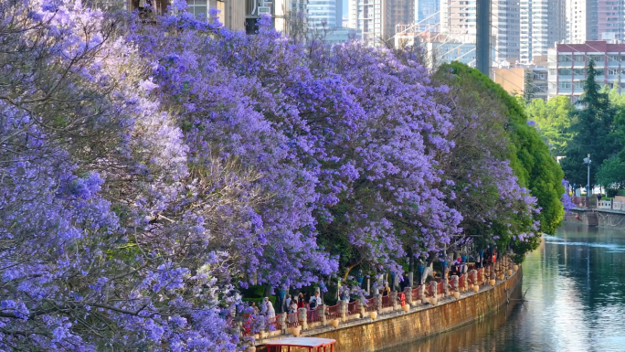 4K昆明盘龙区蓝花楹