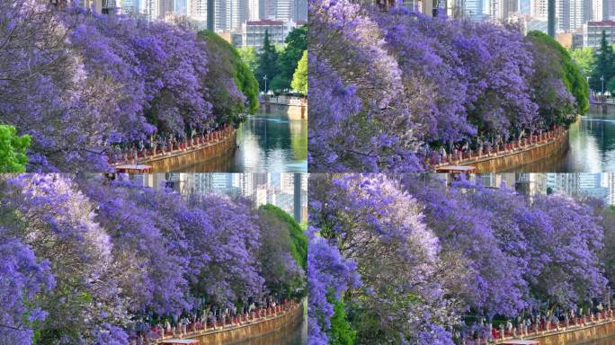 4K昆明盘龙区蓝花楹