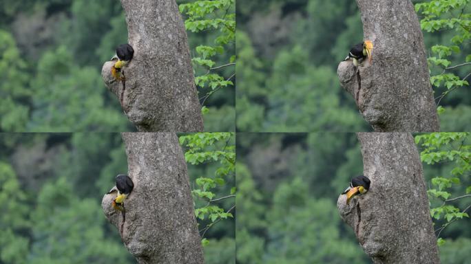 犀鸟喂食树洞中的幼鸟mov