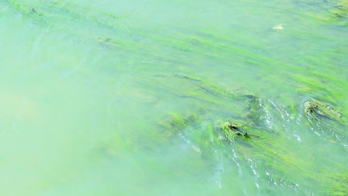 绿水河流清澈见底水草海底河底