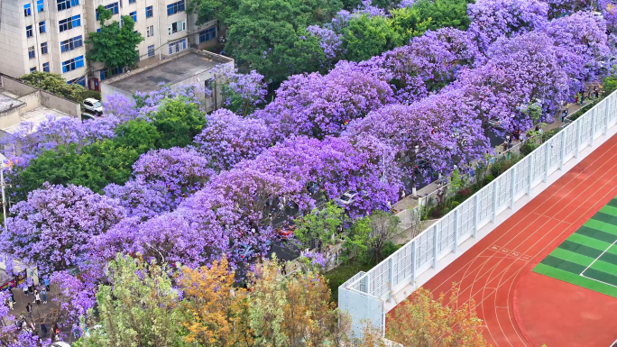 4k昆明教场中路盛开的蓝花楹