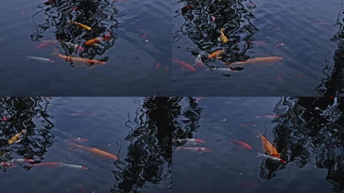 武汉西北湖广场湖内金鱼在池塘游来游去