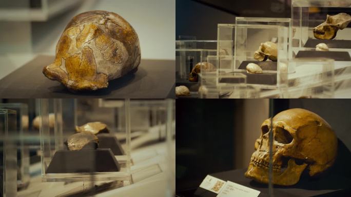 北京周口店遗址博物馆古人类化石头骨