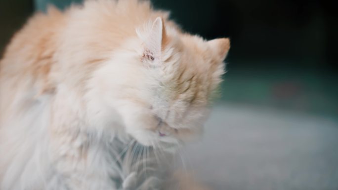 【合集】黄猫白猫舔毛多镜头