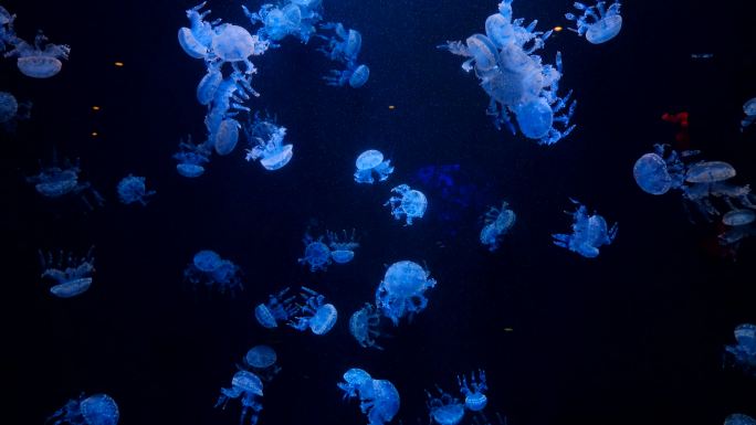 水母 海底世界 海洋馆 水族馆