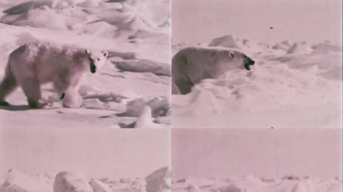 北极熊 60年代 70年代 北极熊觅食
