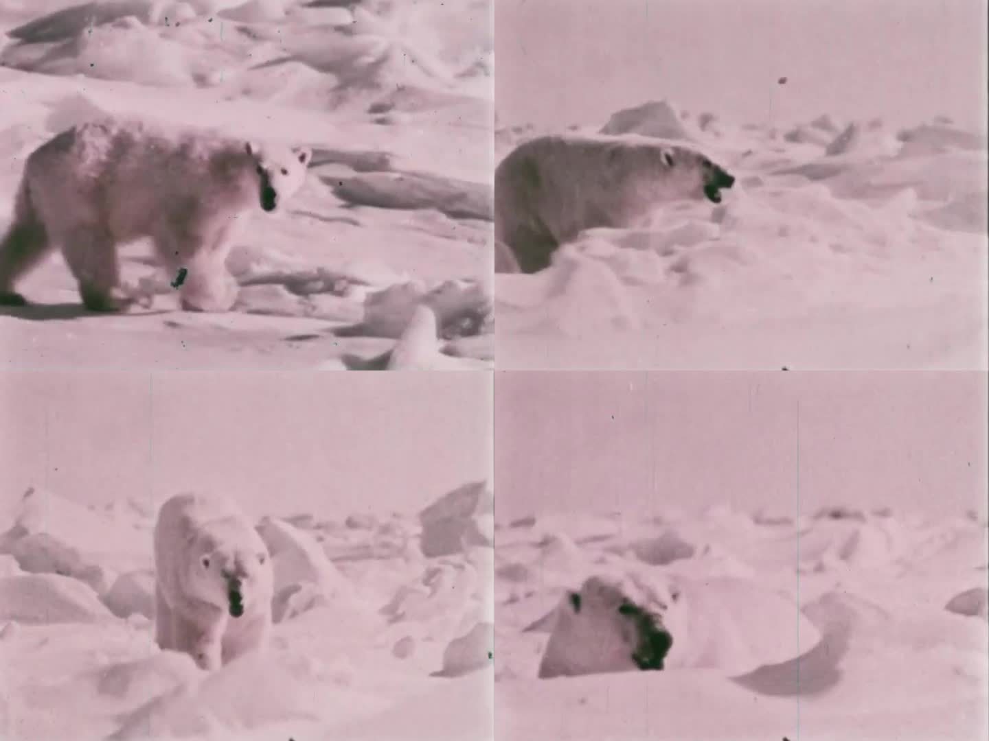 北极熊 60年代 70年代 北极熊觅食