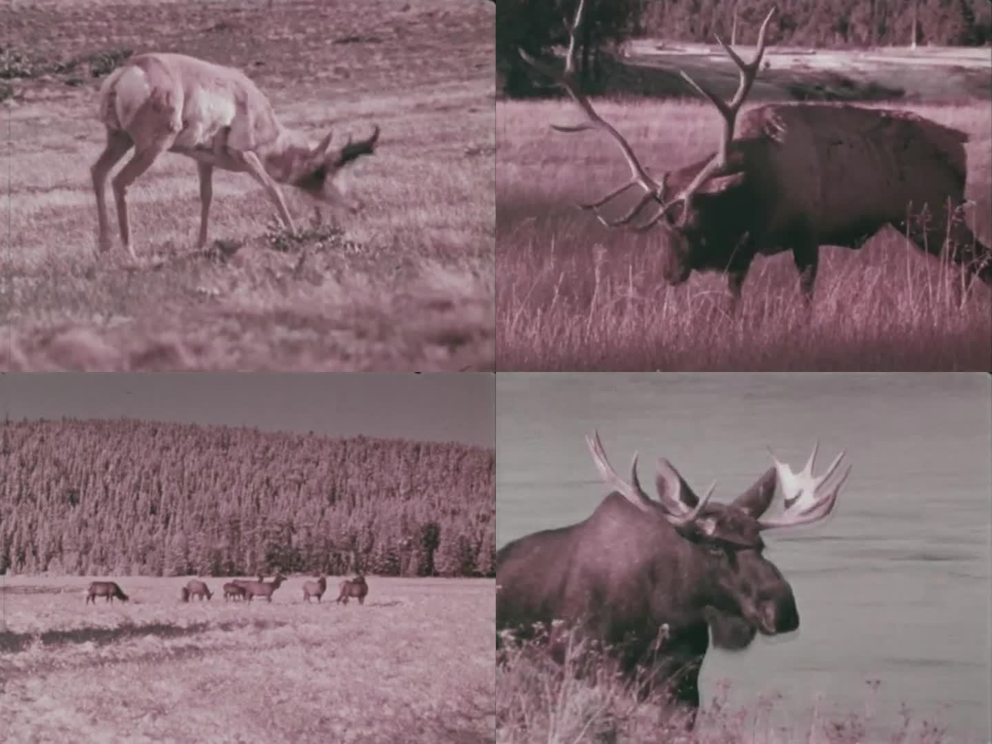 北美动物  60年代 70年代 食草动物