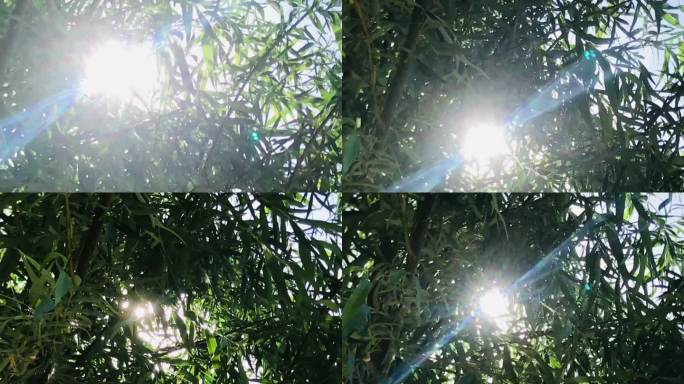 柳树 树杈 缝隙 透光