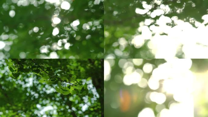 阳光逆光树叶树林 虚焦光斑 夏天唯美空镜